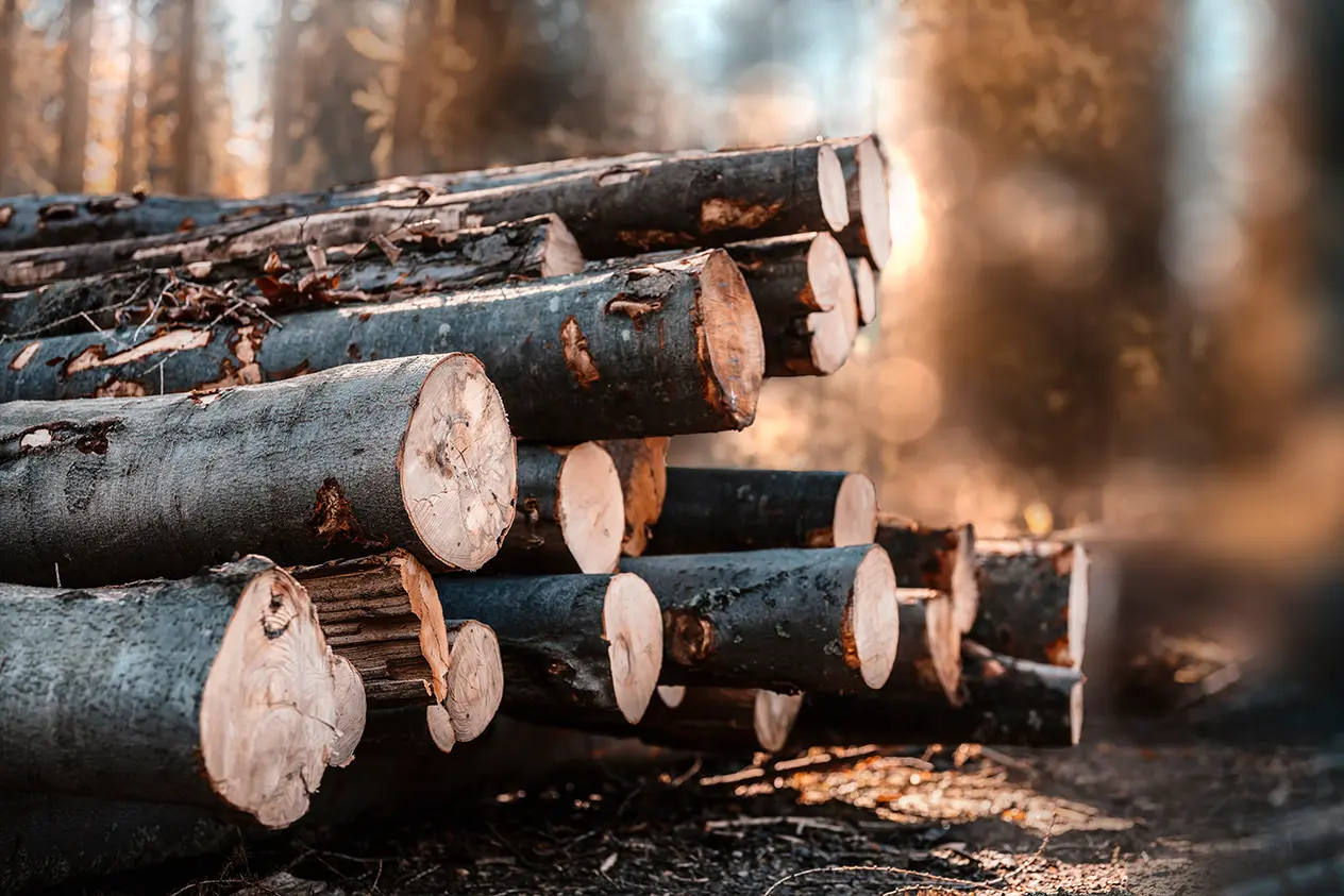 Travi e segati in legno massiccio