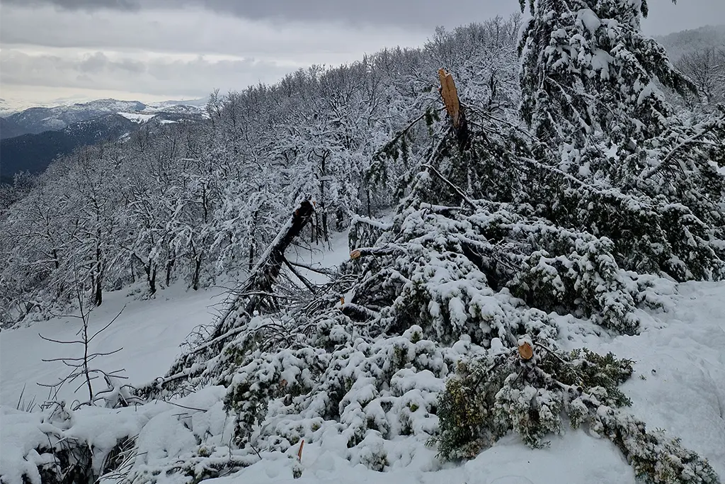 Servizi Coltimber